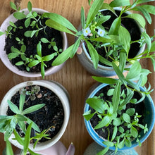 Load image into Gallery viewer, Clara | Growing Candle, flower seed-label, eco-friendly: Mint + Eucalyptus