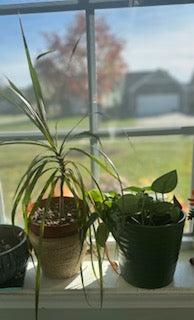 🌿✨ Grow Your Cozy Jungle: Styling Plants in Small Spaces