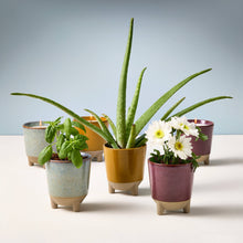 Load image into Gallery viewer, Grow &amp; Glow Candles – A Plant Lover’s Dream Wildflower Fields + Daisy
