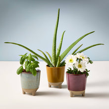 Load image into Gallery viewer, Grow &amp; Glow Candles – A Plant Lover’s Dream Wildflower Fields + Daisy
