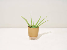 Load image into Gallery viewer, Grow &amp; Glow Candles – A Plant Lover’s Dream Wildflower Fields + Daisy

