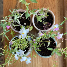 Load image into Gallery viewer, Edith | Growing Candles, flower seed-label, eco-friendly: Lavender
