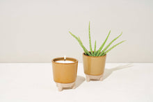 Load image into Gallery viewer, Grow &amp; Glow Candles – A Plant Lover’s Dream Wildflower Fields + Daisy
