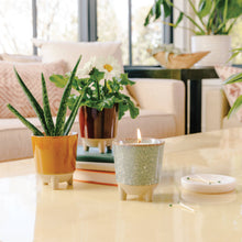 Load image into Gallery viewer, Grow &amp; Glow Candles – A Plant Lover’s Dream Wildflower Fields + Daisy
