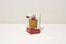 Load image into Gallery viewer, Grow &amp; Glow Candles – A Plant Lover’s Dream Wildflower Fields + Daisy
